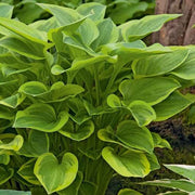 Golden Tiara Hosta Seeds - Flower Plant