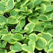 Golden Tiara Hosta Seeds - Flower Plant