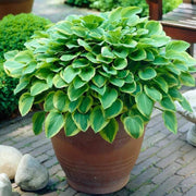 Golden Tiara Hosta Seeds - Flower Plant
