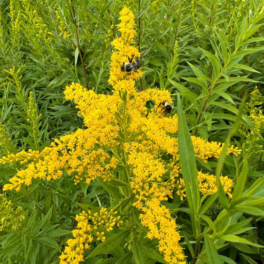 Goldenrod Seeds – Solidago spp.