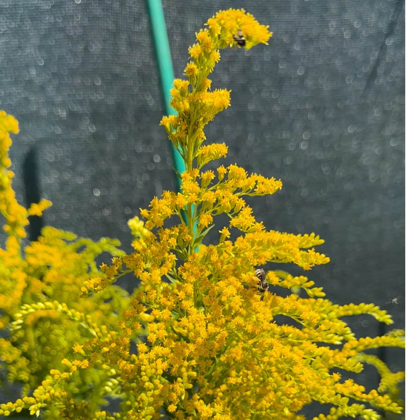 Wildflower Goldenrod Seeds