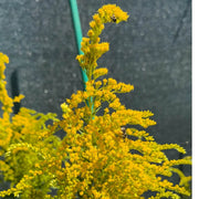 Wildflower Goldenrod Seeds