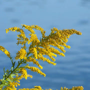 Wildflower Goldenrod Seeds