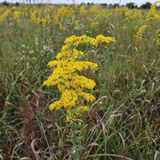 Wildflower Goldenrod Seeds