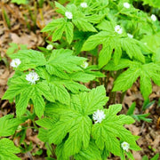 Goldenseal Root Seeds - Herbal Plant
