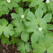 Goldenseal Root Seeds - Herbal Plant