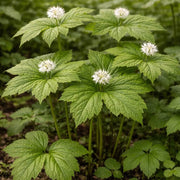 Goldenseal Root Seeds - Herbal Plant