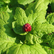 Goldenseal Root Seeds - Herbal Plant