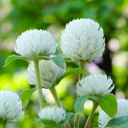 Higro White Gomphrena Seeds