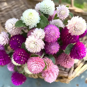 Globosa Mixed Gomphrena Seeds