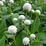 Higro White Gomphrena Seeds