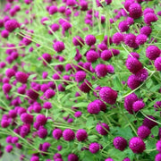 Purple Globe Amaranth Gomphrena Seeds