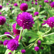 Purple Globe Amaranth Gomphrena Seeds