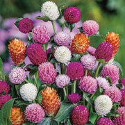 Globosa Mixed Gomphrena Seeds