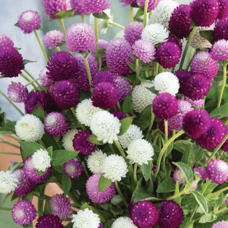Globosa Mixed Gomphrena Seeds