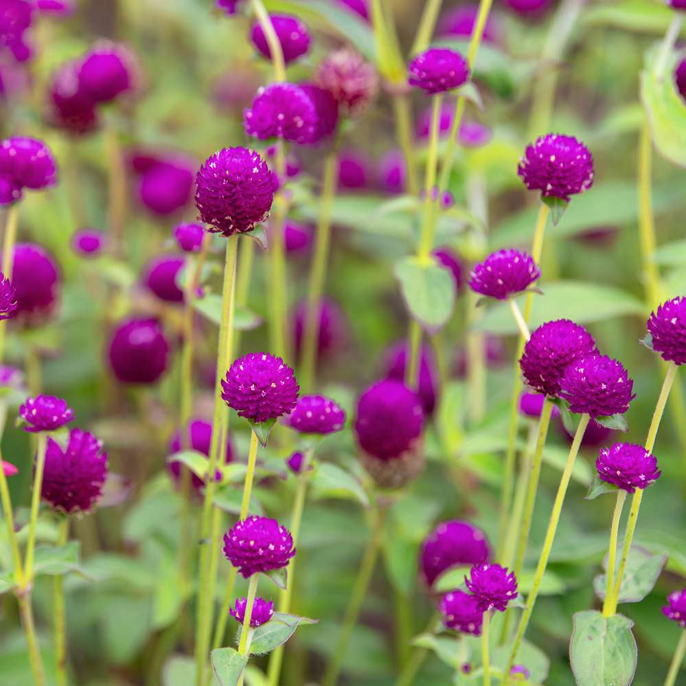 Gomphrena Seeds – Gomphrena globosa