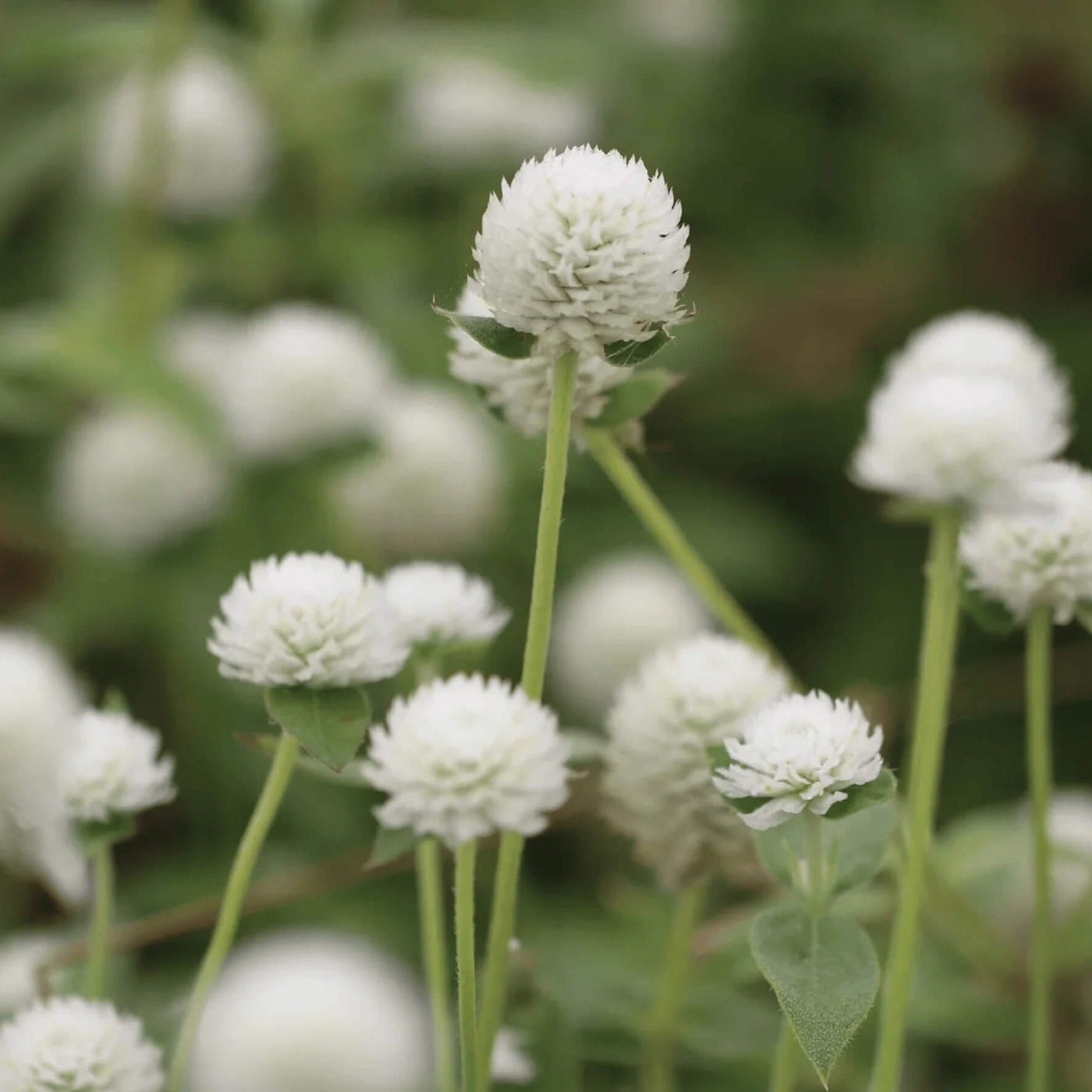 Higro White Gomphrena Seeds
