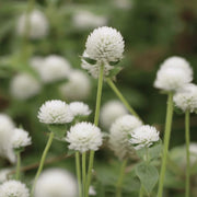 Higro White Gomphrena Seeds