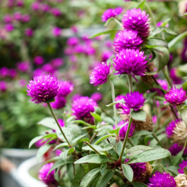 Purple Globe Amaranth Gomphrena Seeds
