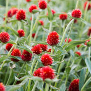 Red Gomphrena Seeds