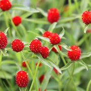 Red Gomphrena Seeds