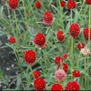 Red Gomphrena Seeds