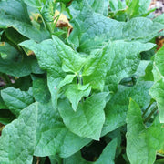 Spinach Good King Henry Seeds