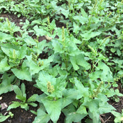 Spinach Good King Henry Seeds