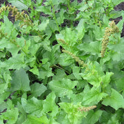 Spinach Good King Henry Seeds