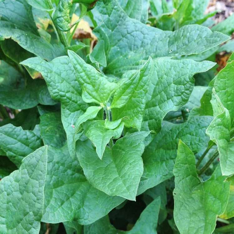 Good King Henry Seeds - Vegetable Plant