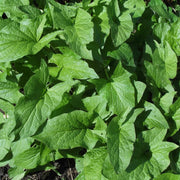 Good King Henry Seeds - Vegetable Plant