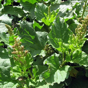 Good King Henry Seeds - Vegetable Plant