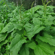 Good King Henry Seeds - Vegetable Plant