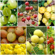 Gooseberry Seeds, Ribes uva-crispa Fruit Seeds