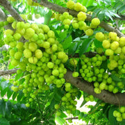Gooseberry Seeds, Ribes uva-crispa Fruit Seeds