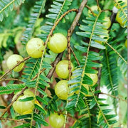 Gooseberry Seeds, Ribes uva-crispa Fruit Seeds