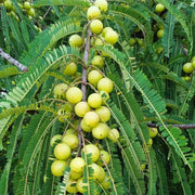 Gooseberry Seeds, Ribes uva-crispa Fruit Seeds