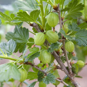 Gooseberry Seeds, Ribes uva-crispa Fruit Seeds