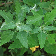 Goosefoot Seeds - Vegetable Plant for Home Gardens