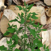 Goosefoot Seeds - Vegetable Plant for Home Gardens