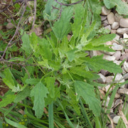 Goosefoot Seeds - Vegetable Plant for Home Gardens