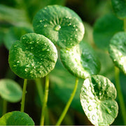 Spadeleaf Gotu Kola Seeds, Herbal