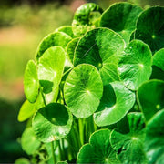 Spadeleaf Gotu Kola Seeds, Herbal