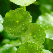 Spadeleaf Gotu Kola Seeds, Herbal