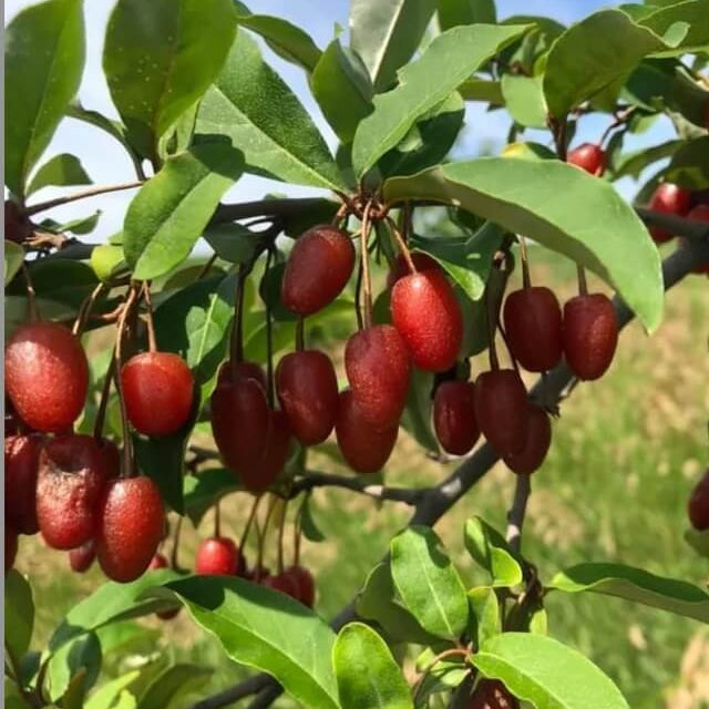 Goumi Berry Seeds