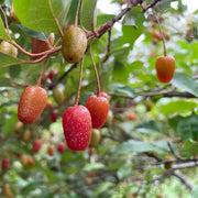 Goumi Seeds, Elaeagnus multiflora