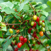 Goumi Seeds, Elaeagnus multiflora