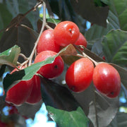 Goumi Seeds, Elaeagnus multiflora