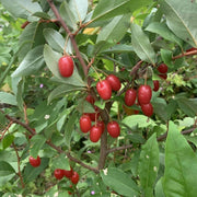Goumi Seeds, Elaeagnus multiflora