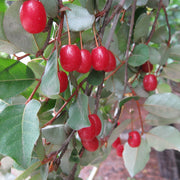 Goumi Seeds, Elaeagnus multiflora